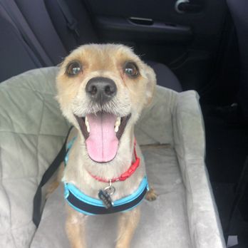 Spoiled Paws Grooming - Happy boy after getting groomed! - Pet Groomers Near Me - Norwalk, California Spoiled Paws Grooming - Happy boy after getting groomed! - Pet Groomers Near Me - Norwalk, California