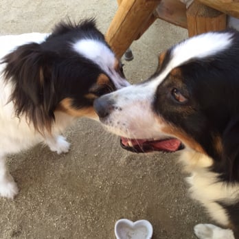 Belching Beaver Pub 980 - Belching Beaver Brewery is dog friendly! - Brewpubs Near Me - Vista, California