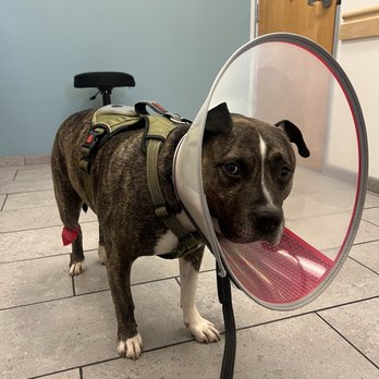 MedVet Mountain View - Kilos after getting his relaxing meds - Veterinarians Near Me - Mountain View, California