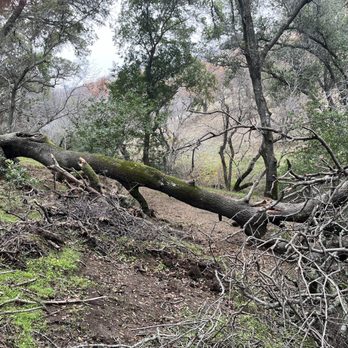A & R Tree Services - A extremely large fallen Oak - Tree Services Near Me