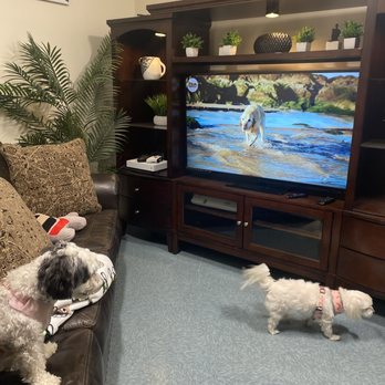 Pawtriotic Pet Hotel - Dogs watching television - Pet Training Near Me - Murrieta, California Pawtriotic Pet Hotel - Dogs watching television - Pet Training Near Me - Murrieta, California