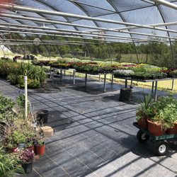 Lonesome Pine Nursery