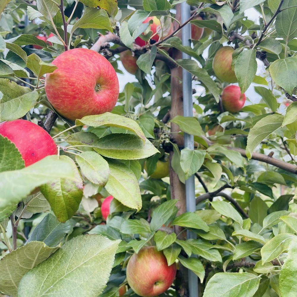 Navarino Orchard - Honeycrisp - Fruits & Veggies Near Me - Syracuse, New York