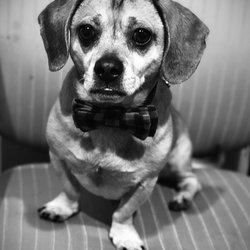 Arthur Murray Dance Centers - Mr.Carter B- Studio Mascot