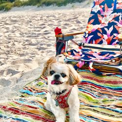 Canova Dog Beach - Mocha Coconut says It's a Beautiful Day for the beach!