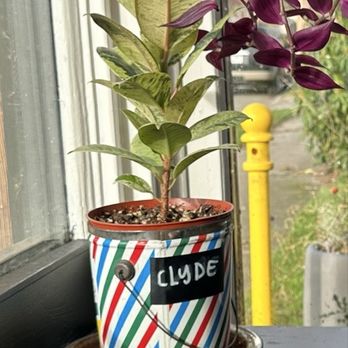 Martini Brunch - Yum Branditini. And who does not want to sit in the window seat next to a plant named Clyde? - Cocktail Bars Near Me - Mount Vernon, Washington Martini Brunch - Yum Branditini. And who does not want to sit in the window seat next to a plant named Clyde? - Cocktail Bars Near Me - Mount Vernon, Washington