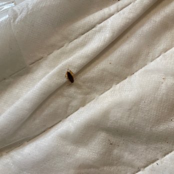 Berrett Pest Control - Roaches after 2 treatments within 30 days. - Pest Control Near Me - Austin, Texas Berrett Pest Control - Roaches after 2 treatments within 30 days. - Pest Control Near Me - Austin, Texas