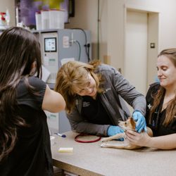 Animal Emergency Hospital of North Texas