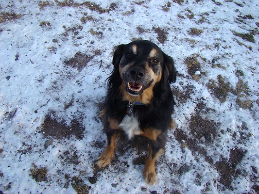 ROCK RIDGE KENNELS - Updated June 2026 - 13 Photos - 89 Rock Ridge Dr ...