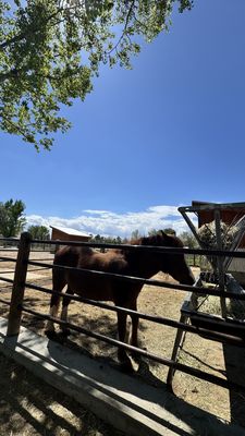 Wheeler Historic Farm by null