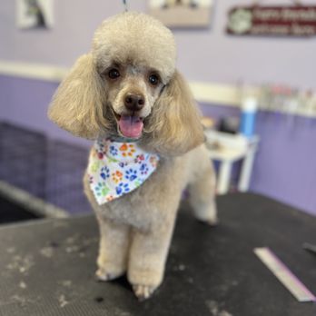 Imperial Pet Grooming - Pet Groomers Near Me - Kissimmee, Florida Imperial Pet Grooming - Pet Groomers Near Me - Kissimmee, Florida