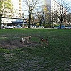 Hundewiese Oberstraße