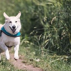 4 Factors to Consider When Choosing a Dog Day Care