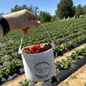 Granny Mays Strawberry Farm - Pick Your Own Farms Near Me - Granite Bay, California Granny Mays Strawberry Farm - Pick Your Own Farms Near Me - Granite Bay, California