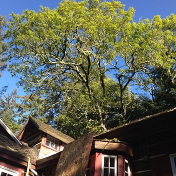 Pineda Tree Service - Tree Services Near Me - Woodside, California Pineda Tree Service - Tree Services Near Me - Woodside, California