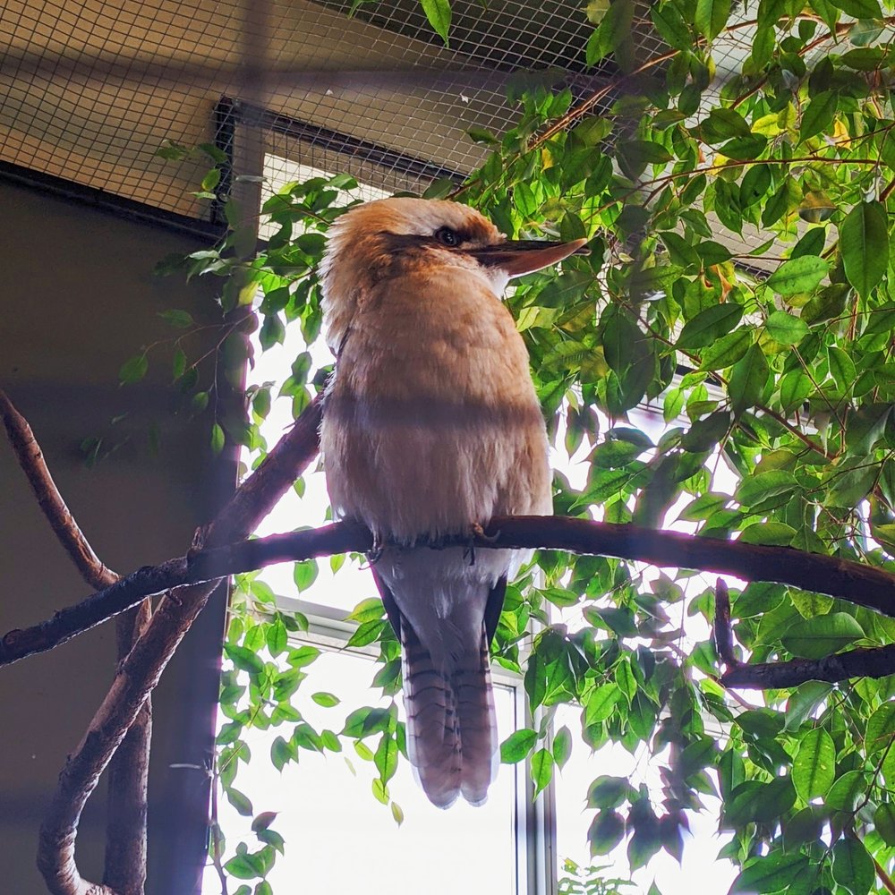 Bird Kingdom - Zoos Near Me - Niagara Falls, Ontario Bird Kingdom - Zoos Near Me - Niagara Falls, Ontario
