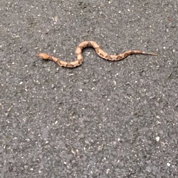 Rockwood Park - Copperhead after rainfall. I have only seen them in the early evening - Parks Near Me - Richmond, Virginia Rockwood Park - Copperhead after rainfall. I have only seen them in the early evening - Parks Near Me - Richmond, Virginia
