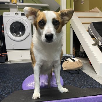Kindred K9 Healing - Veterinarians Near Me