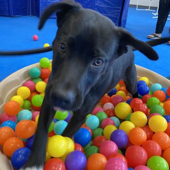 Your Dog's Friend - Pet Training Near Me - Rockville, Maryland Your Dog's Friend - Pet Training Near Me - Rockville, Maryland