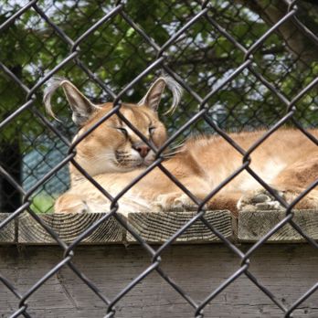 Monterey Zoo - Zoos Near Me - Salinas, California Monterey Zoo - Zoos Near Me - Salinas, California