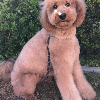 Dirty Paws Grooming Spa - Pet Groomers Near Me - Temecula, California