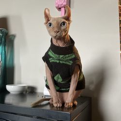 Platte Woods Animal Hospital - My cat Richie who loves PWAH