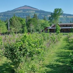 Vineyard View Bed & Breakfast