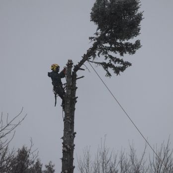 Middel Tree Care - Tree Services Near Me Middel Tree Care - Tree Services Near Me