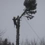 Photo of Middel Tree Care