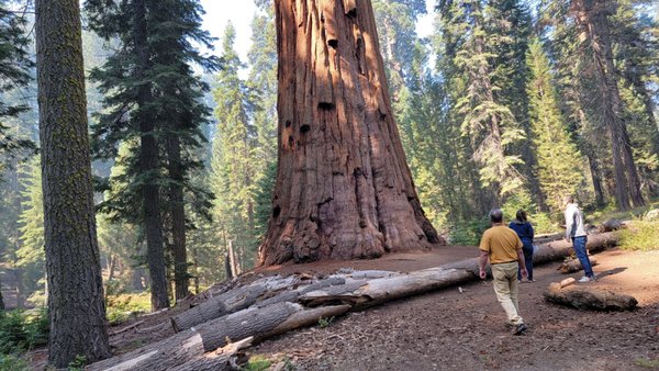Sequoia National Forest by null