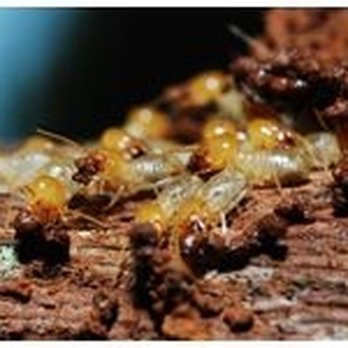 Reliable Pest Control - Pest Control Near Me - Easton, Maryland Reliable Pest Control - Pest Control Near Me - Easton, Maryland