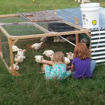Our Local Farm - Family owned and operated farm that truly helps you et local. Raleigh source for humanely treated, GMO-free, pasture raised chicken breast. - CSA Near Me - Smithfield, North Carolina Our Local Farm - Family owned and operated farm that truly helps you et local. Raleigh source for humanely treated, GMO-free, pasture raised chicken breast. - CSA Near Me - Smithfield, North Carolina
