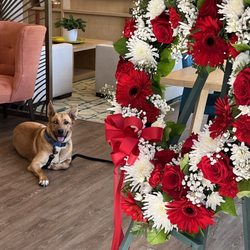 CareCHOICES - Greyson my dog my mother loved him and he loved her