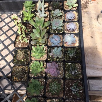 Once Again Hawaii - Nurseries & Gardening Near Me - Waimanalo, Hawaii Once Again Hawaii - Nurseries & Gardening Near Me - Waimanalo, Hawaii