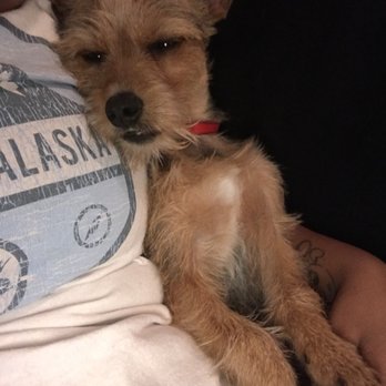 Dogtopia Houston-Galleria - Passed out after daycare! - Pet Boarding Near Me - Houston, Texas Dogtopia Houston-Galleria - Passed out after daycare! - Pet Boarding Near Me - Houston, Texas