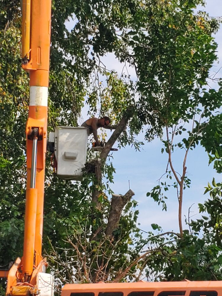 Breeden Tree Service - tree service in Cedar Rapids, IA