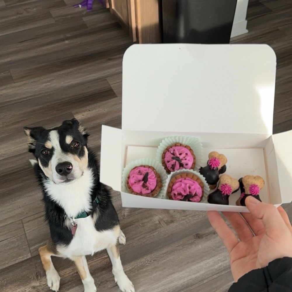 Three Dog Bakery - The little "bichon bars" are a favorite of ours. - Pet Stores Near Me - Kansas City, Missouri Three Dog Bakery - The little "bichon bars" are a favorite of ours. - Pet Stores Near Me - Kansas City, Missouri