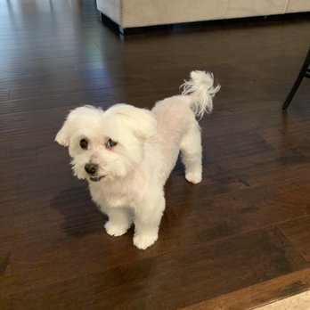 UC Barkley - Toto's haircut - Pet Groomers Near Me - Lake Forest, California