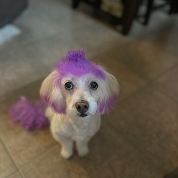 Lone Mountain Pet Grooming - Pet Groomers Near Me - Cave Creek, Arizona