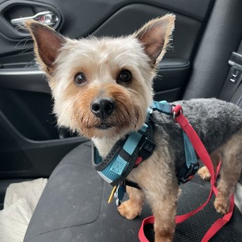 Furever Friends - Pet Groomers Near Me - Carrollton, Texas
