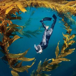 Dive Santa Barbara
