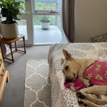 Peaceful Pets Services - Pet Groomers Near Me Peaceful Pets Services - Pet Groomers Near Me
