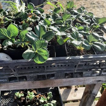 Tru2Earth Farm - Pick Your Own Farms Near Me - Gilroy, California Tru2Earth Farm - Pick Your Own Farms Near Me - Gilroy, California