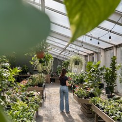 Berns Garden Center - Berns Houseplants