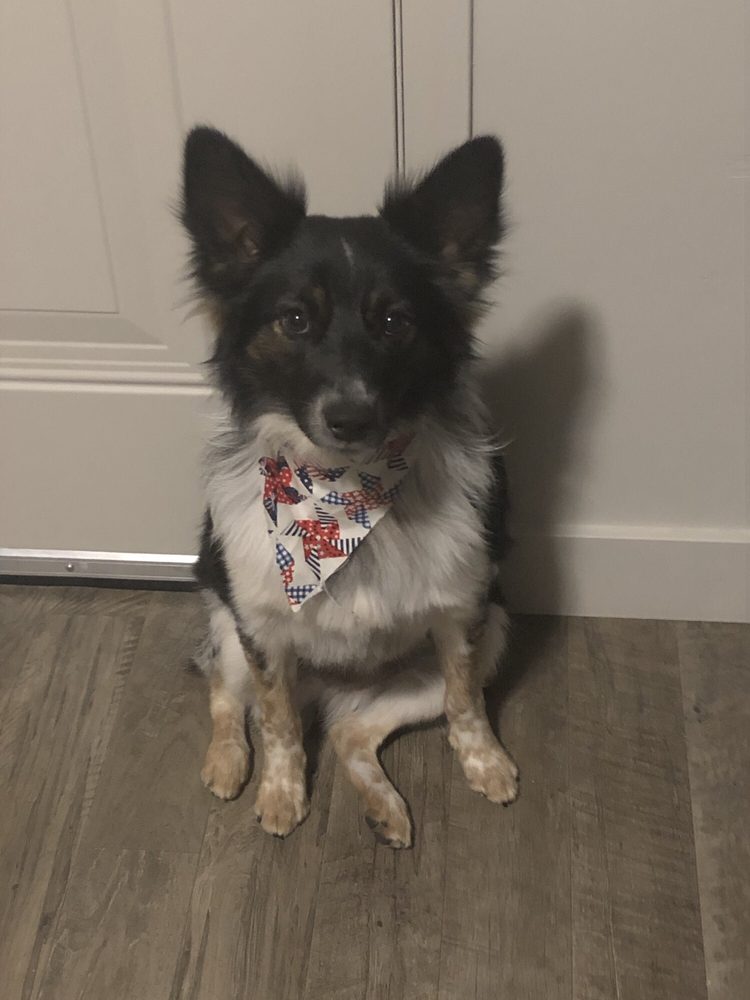 TAILORED TAILS 20 Photos & 15 Reviews 2173 N 2000th W, Clinton