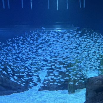 Atlanta Aquarium Services & Design - School of fish is awesome - Aquarium Services Near Me Atlanta Aquarium Services & Design - School of fish is awesome - Aquarium Services Near Me