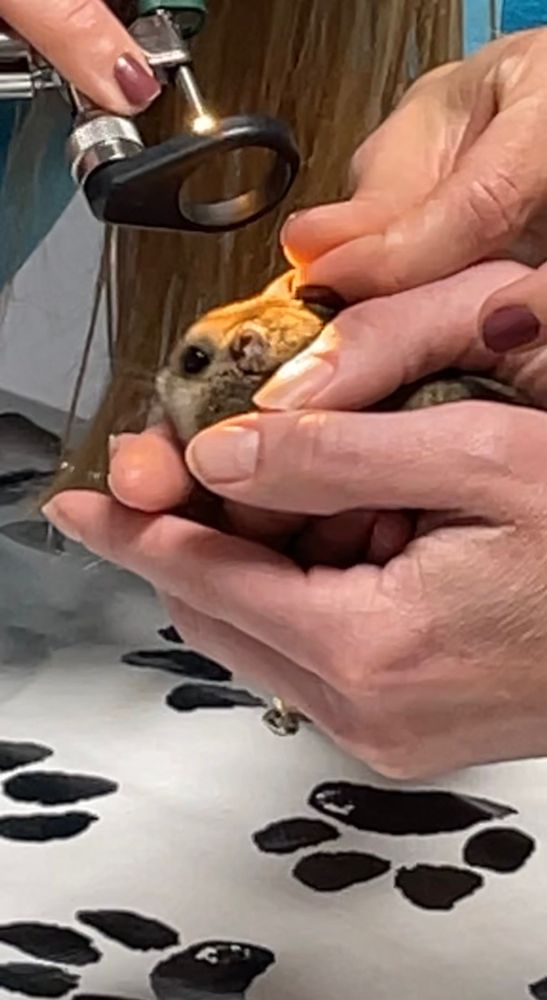 LITTLE HOUSE ANIMAL HOSPITAL Updated September 2024 12 Reviews