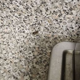 More bugs, yay!! This place is GROSS!!!!!! More bugs, yay!! This place is GROSS!!!!!!