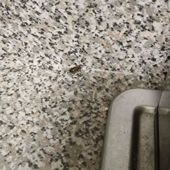 The Pavilion - More bugs, yay!! This place is GROSS!!!!!! - Apartments Near Me - Chicago, Illinois