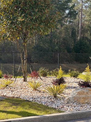 COSTCO Landscape Renovation - PROJECT START: FEBURARY 20, 2024

PROJECT SCOPE: LANDSCAPE RENOVATION, PLANTINGS, & RIVER ROCK INSTALLATION

PLANTS: COLOR GUARD YUCCA, SUNSHINE LIGUSTRUM, LOROPETALUM CERISE CHARM, MEXICAN PETUNIA, LOMANDRA BREEZE GRASS, & NANDINA OBSESSION